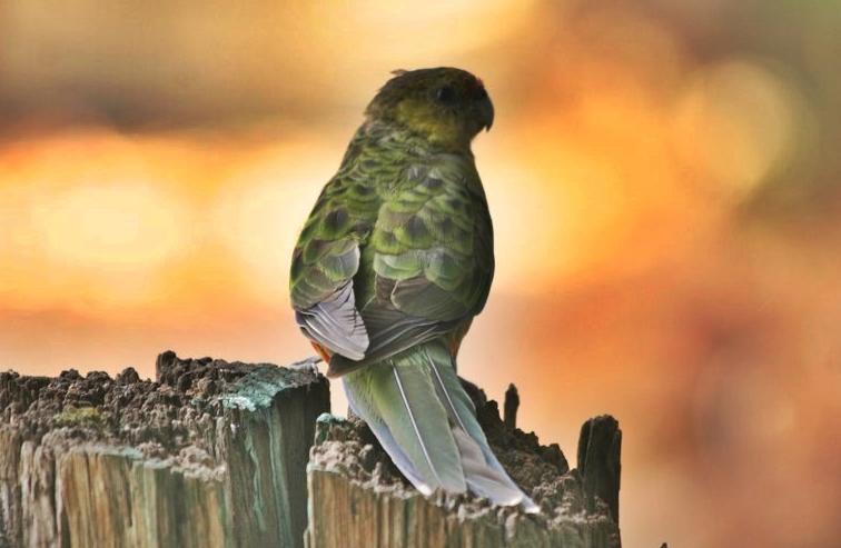 Vila Barrabup Sanctuary Birdhide Nannup Exteriér fotografie