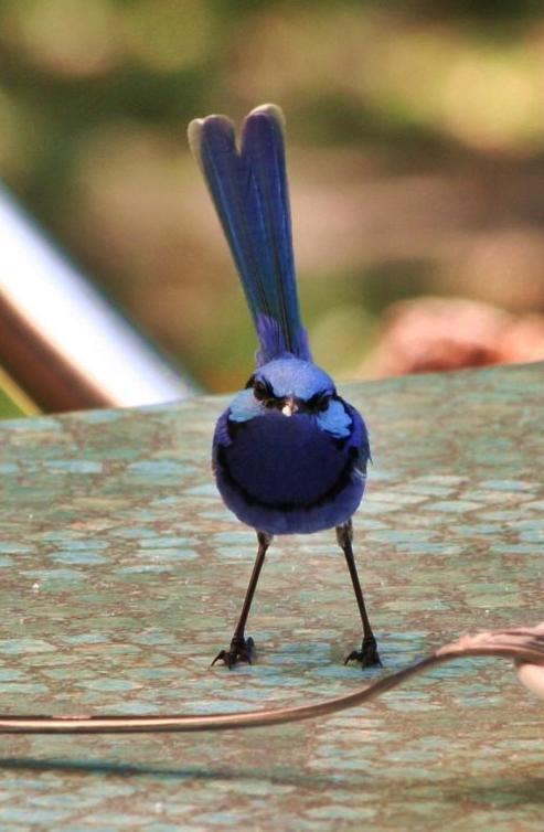 Vila Barrabup Sanctuary Birdhide Nannup Exteriér fotografie